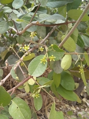 Semialarium mexicanum