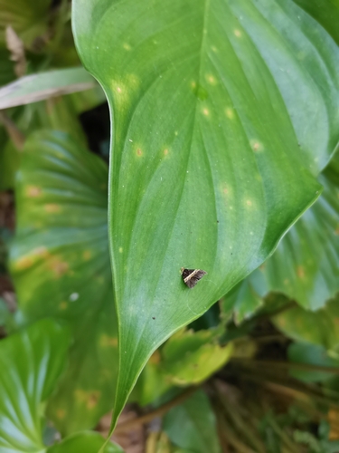 Choreutis basalis