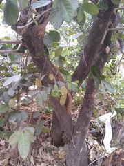 Semialarium mexicanum