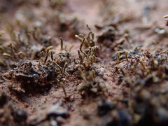 Eccremidium pulchellum