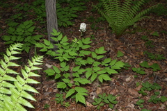 Actaea asiatica