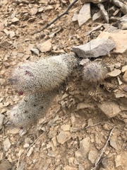 Mammillaria pottsii