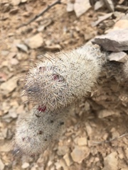 Mammillaria pottsii