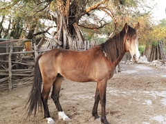Equus caballus
