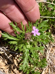 Glandularia pumila