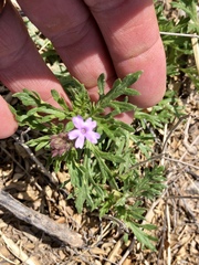 Glandularia pumila