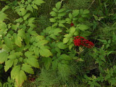 Actaea erythrocarpa