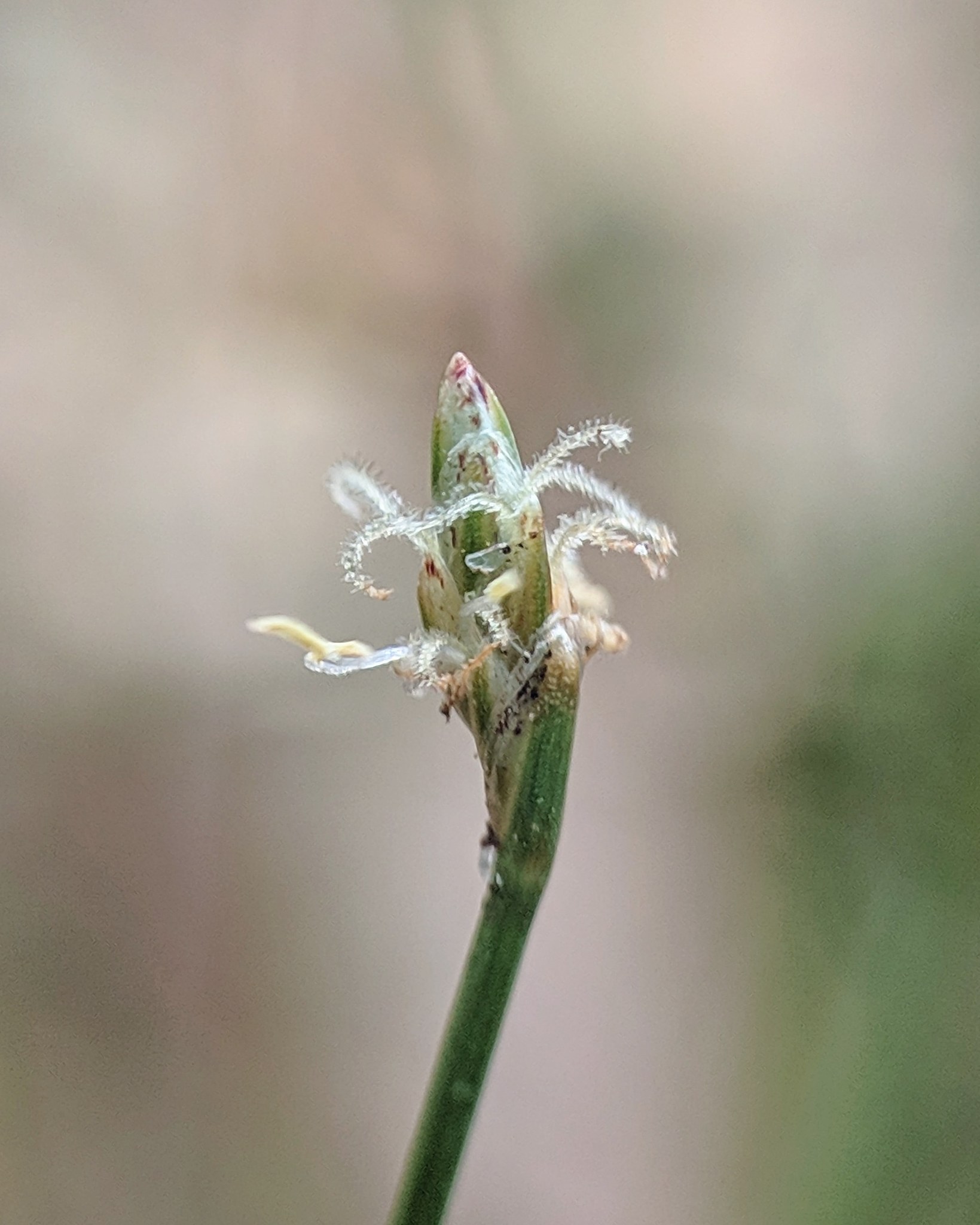 Eleocharis baldwinii