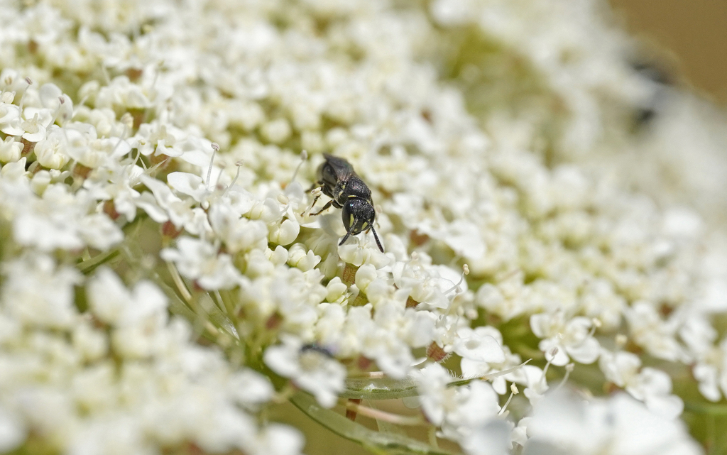 Hylaeus styriacus