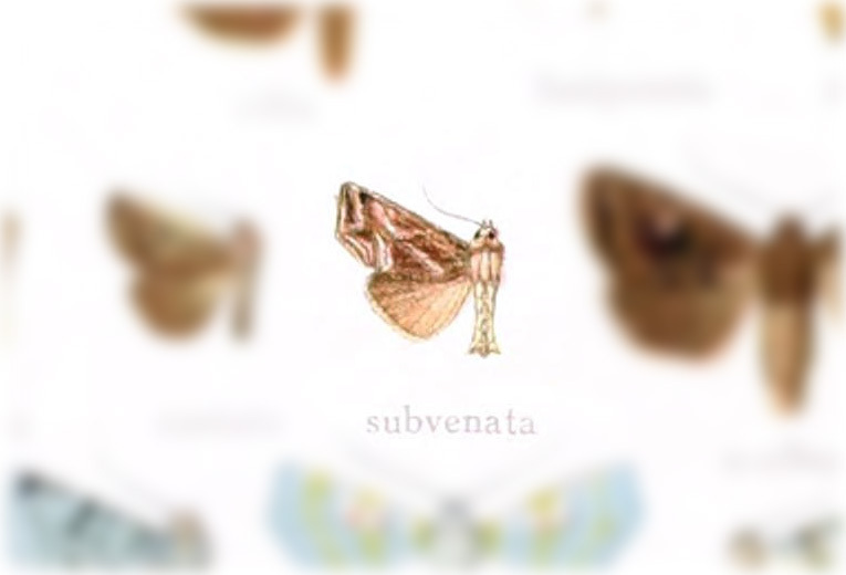 Thraumata subvenata