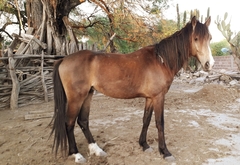 Equus caballus