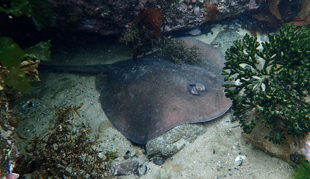 Eastern Shovelnose Stingaree from Hampton Beach, Victoria, Australia on ...