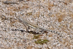 Callisaurus draconoides rhodostictus