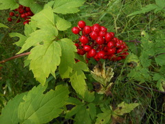 Actaea erythrocarpa