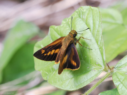 Prusiana prusias