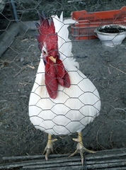 Gallus gallus domesticus