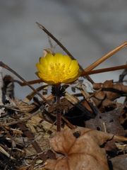 Adonis amurensis