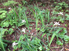 Iris fernaldii