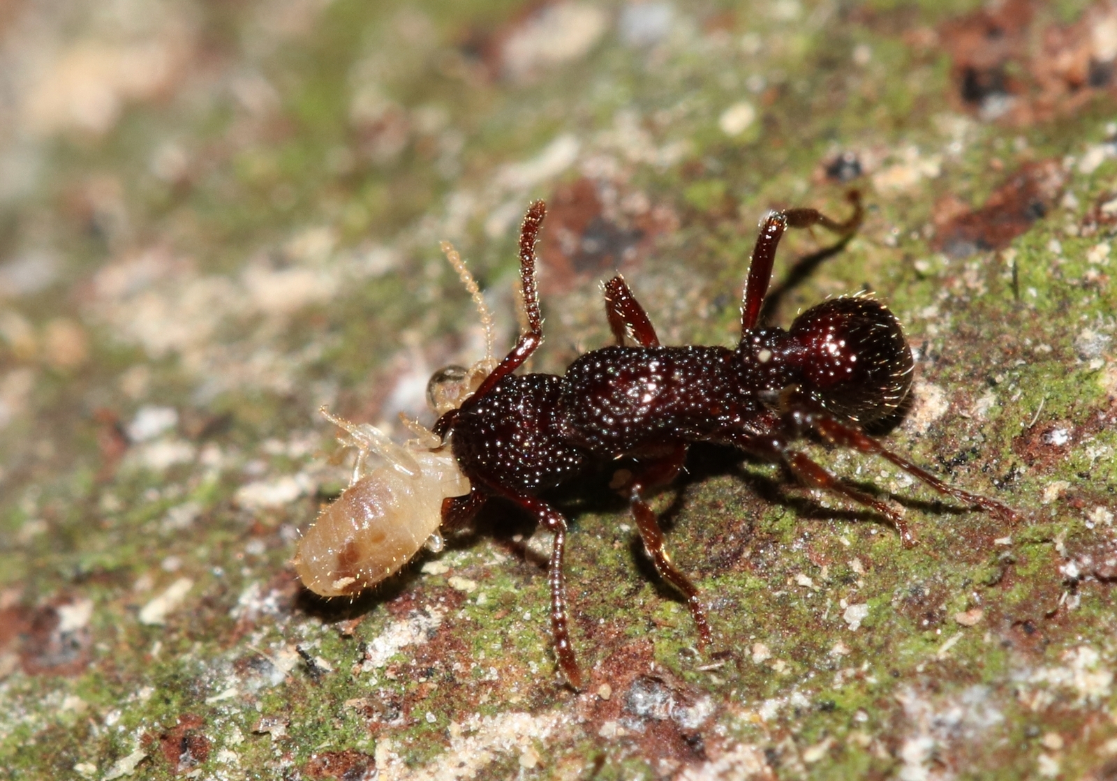 Stictoponera binghamii