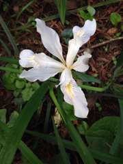 Iris fernaldii