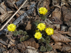 Adonis amurensis