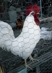 Gallus gallus domesticus