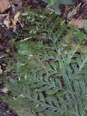 Asplenium × lucrosum