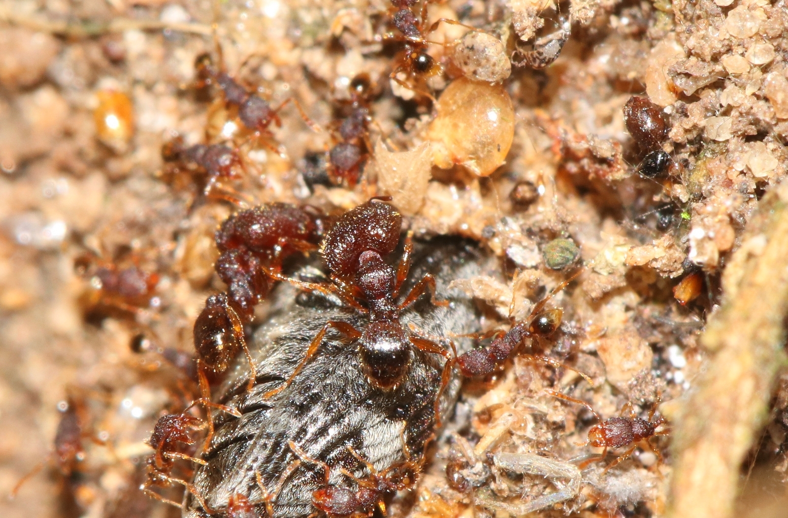 Pheidole templaria