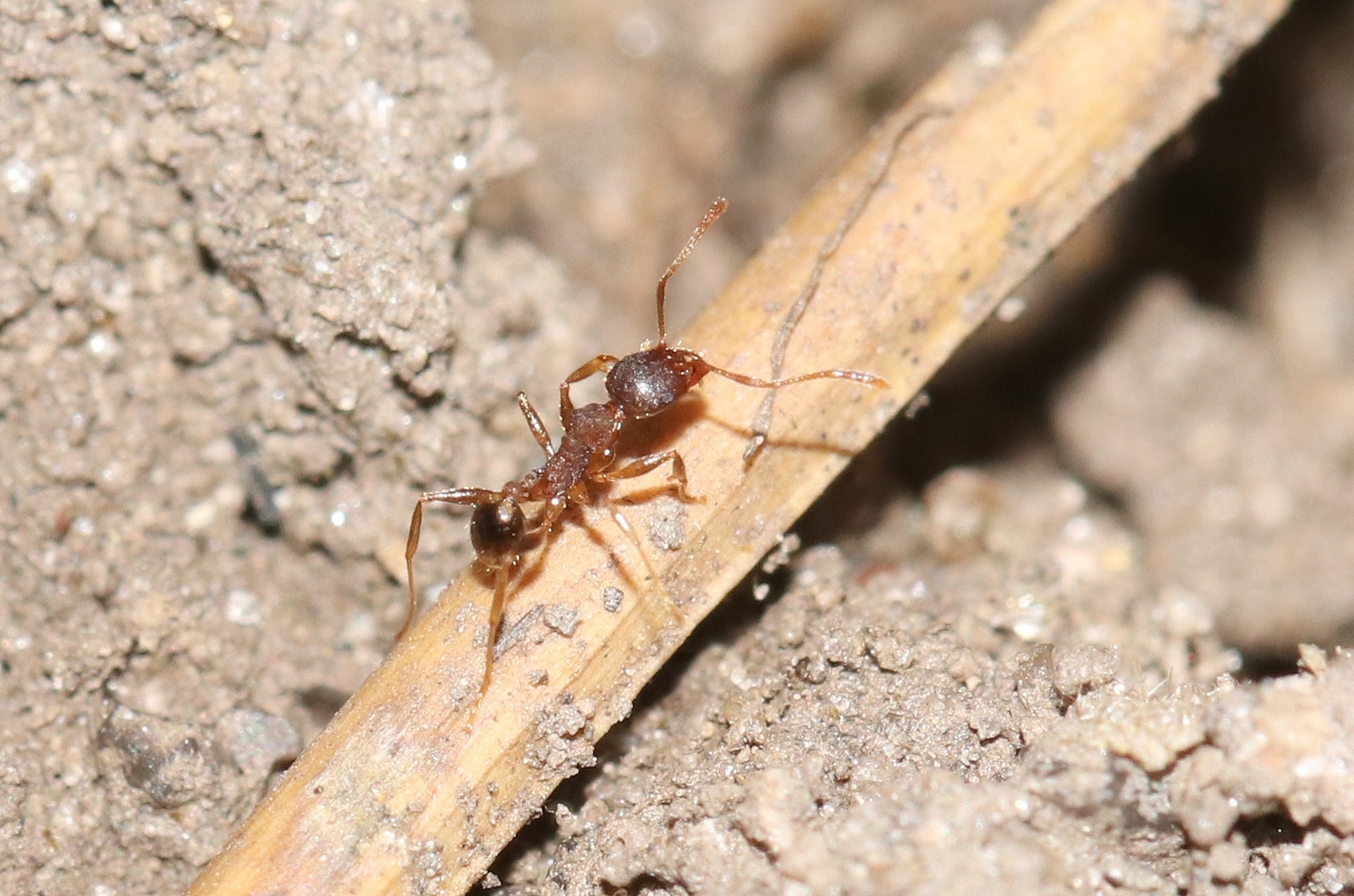 Pheidole asperata