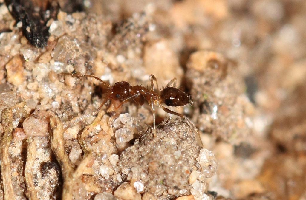 Nylanderia taylori