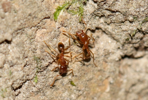 Lophomyrmex ambiguusLophomyrmex ambiguus