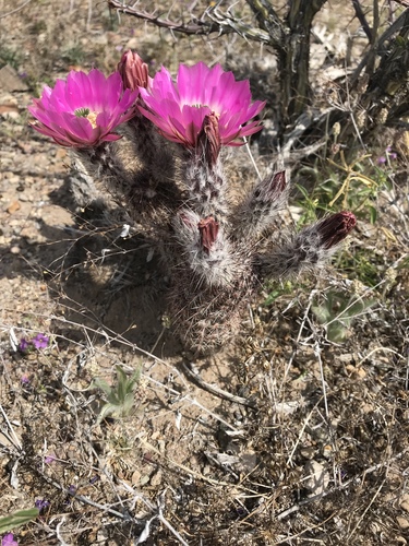 Echinocereus chisoensis