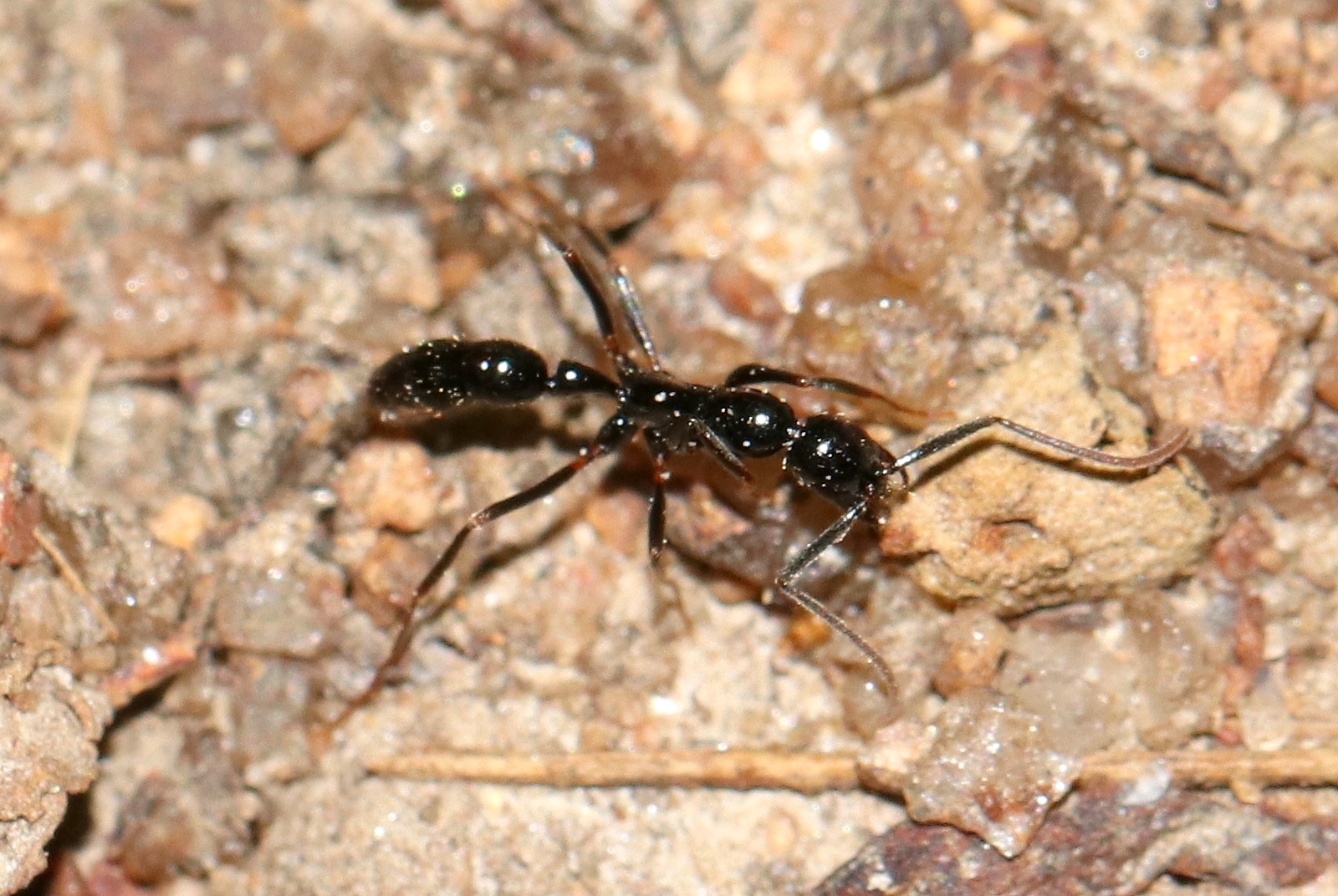 Leptogenys assamensis