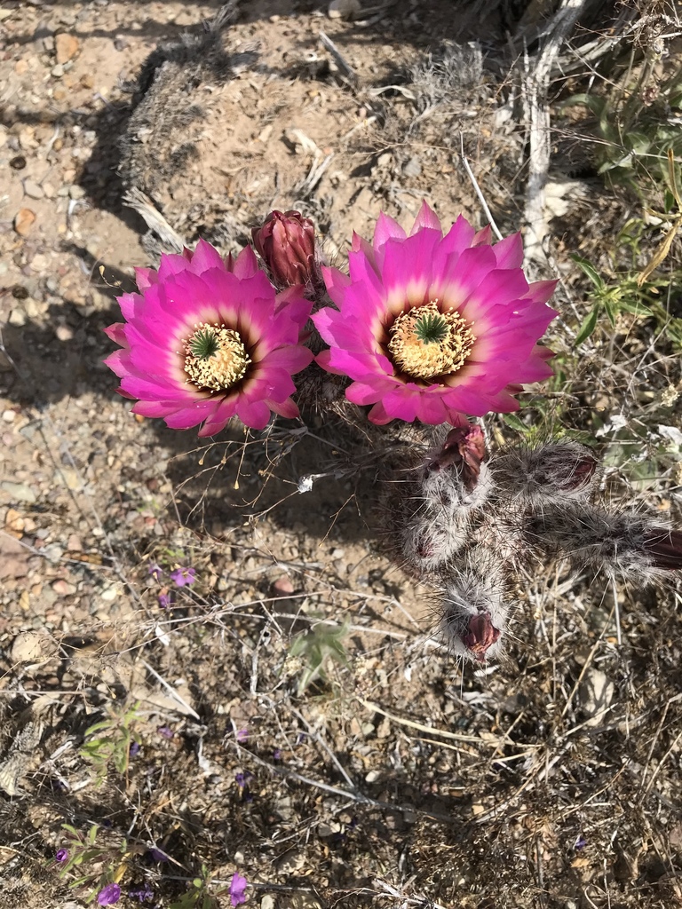 Echinocereus chisoensis