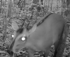 Bay Duiker photo 3