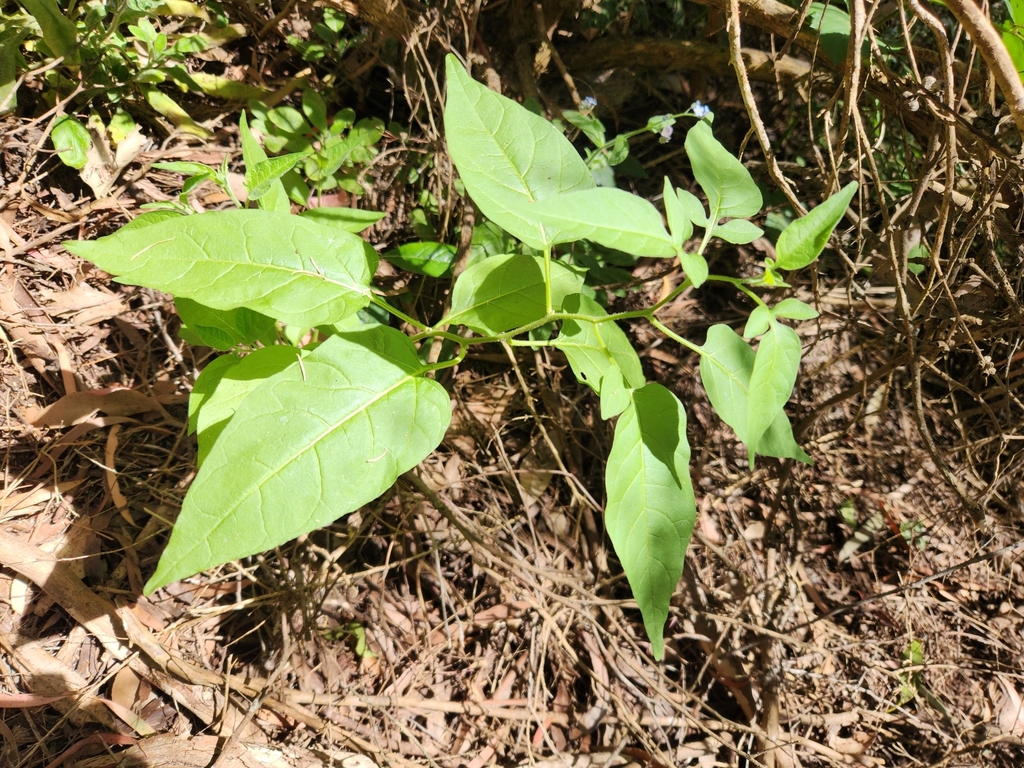 bittersweet nightshade from Wynyard TAS 7325, Australia on November 19