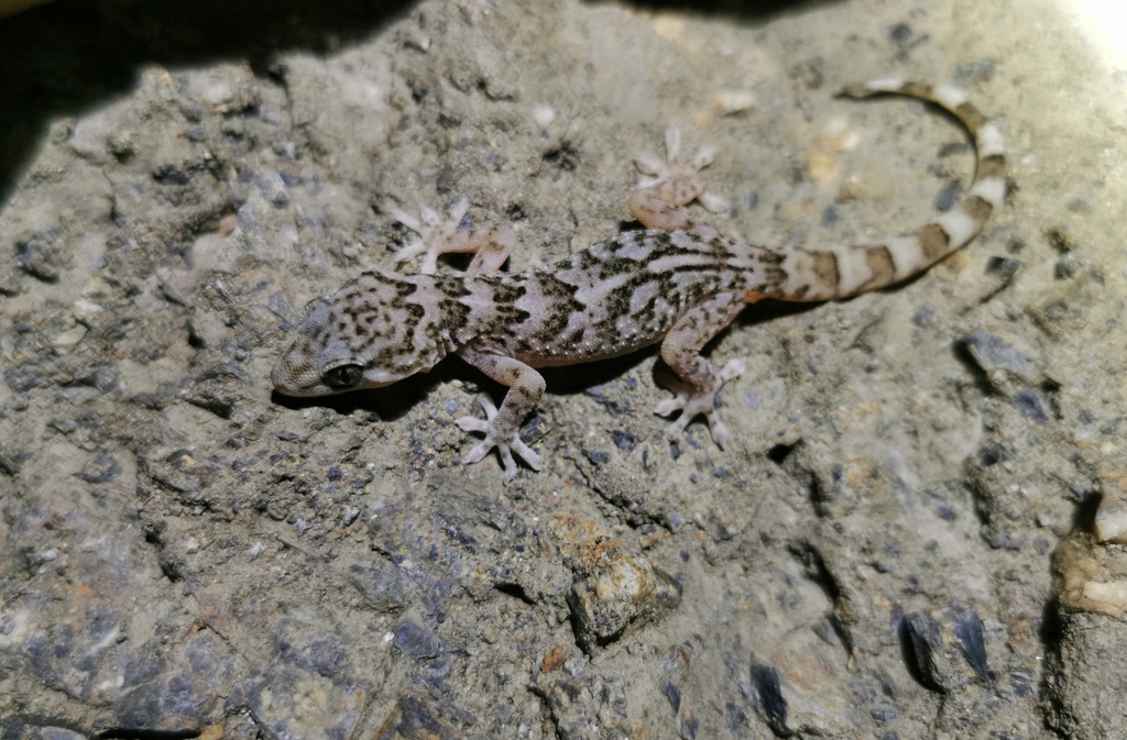 Jinsha Gecko
