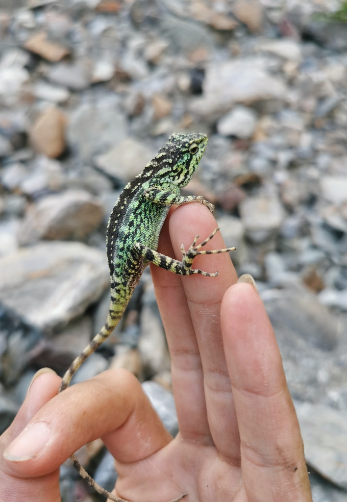 Emerald Mountain Dragon