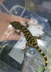 Gulinqing Bent-Toed Gecko photo 2