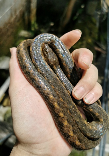 Yingjiang Keelback Snake