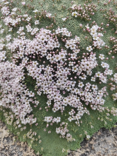 Gypsophila aretioides, photograph 4