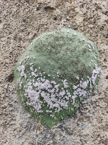 Image of Gypsophila aretioides by no rights reserved