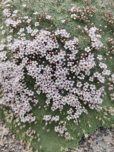 Gypsophila aretioides, photograph 6