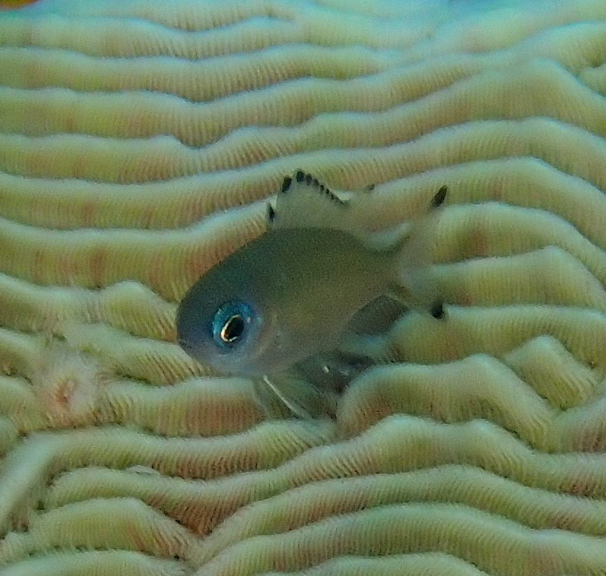 Brown chromis