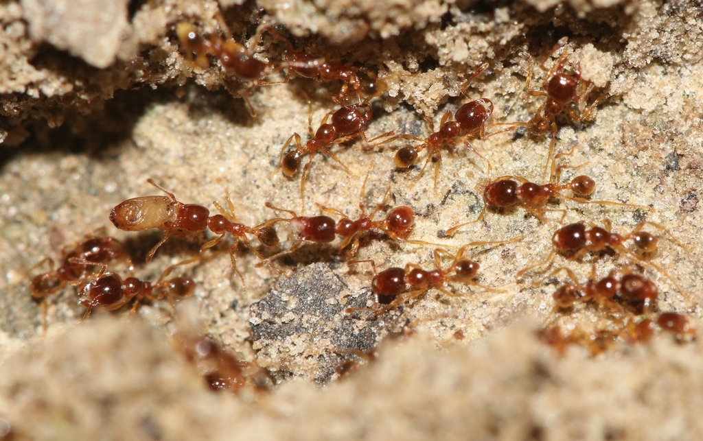 Marauder Ants and Carebara Thief Ants from Kaziranga National Park ...