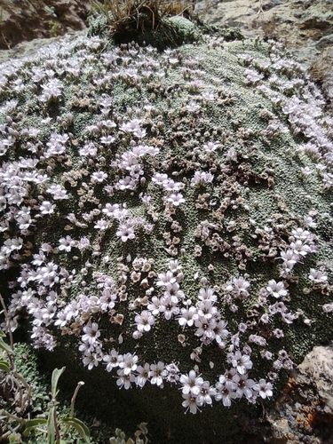 Image of Gypsophila aretioides by no rights reserved
