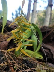 Bulbophyllum wallichii