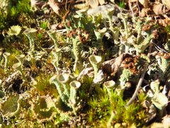 Cladonia subcariosa