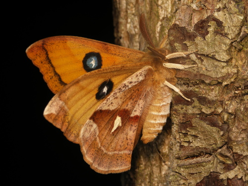 Aglia tau