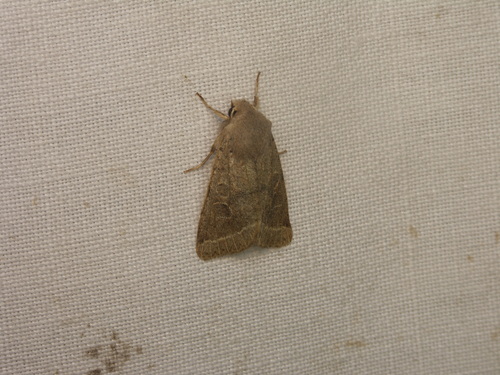 Orthosia cerasi
